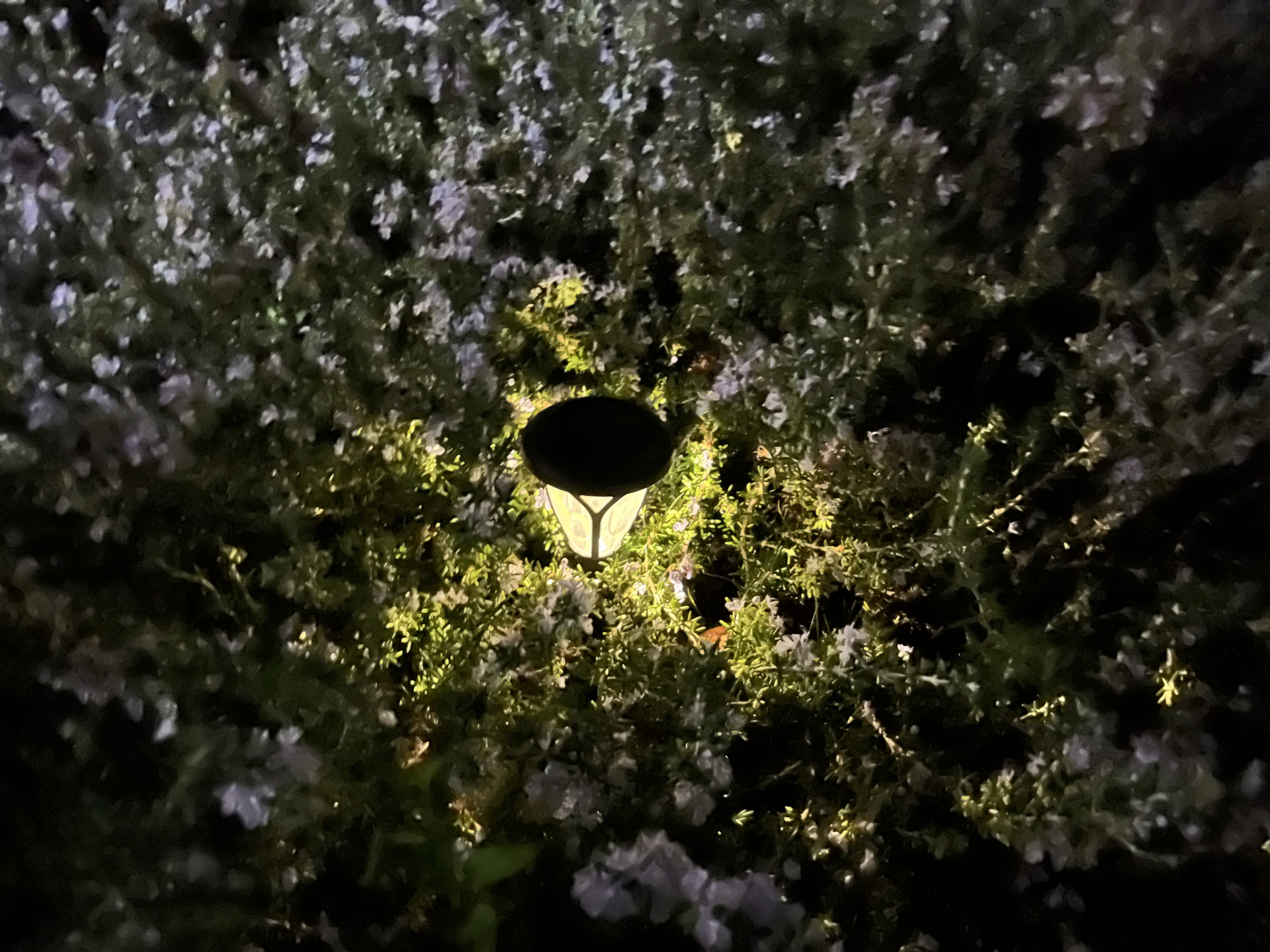 夜のローズマリー
