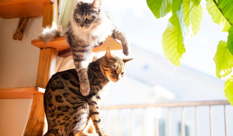 猫と暮らす家づくりで知っておきたい猫の習性とは?