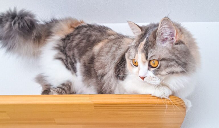 キャットウォークを設ける