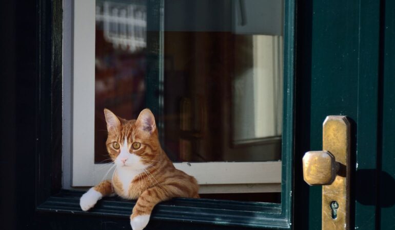 愛猫を危険から守る安全対策