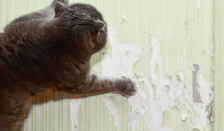 猫と暮らす家で意識したいお手入れ・収納の工夫